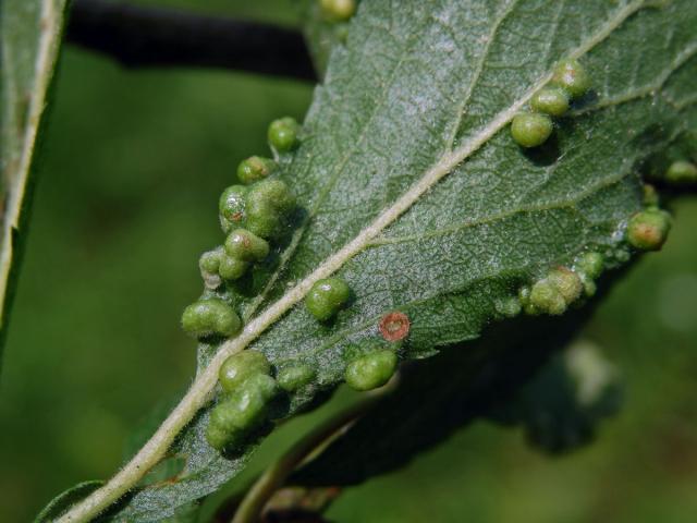 Hálky vlnovníka trnkového Eriophyes similis, slivoň trnka