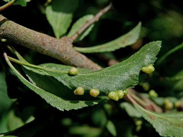 Hálky vlnovníka trnkového Eriophyes similis, slivoň trnka