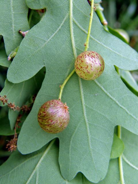 Hálky žlabatky hráškové (Neuroterus quercusbaccarum) - jarní generace, květy