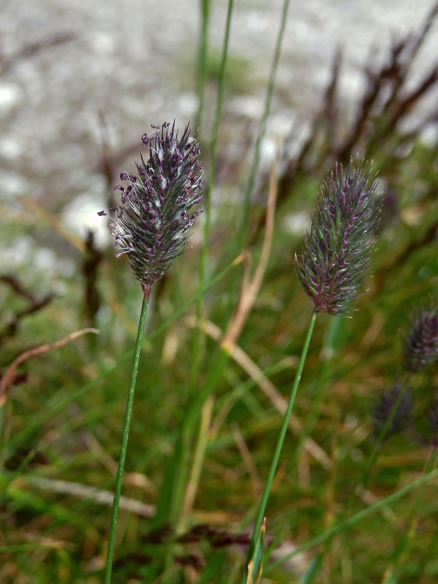 Bojínek horský (Phleum commutatum Gaud.)