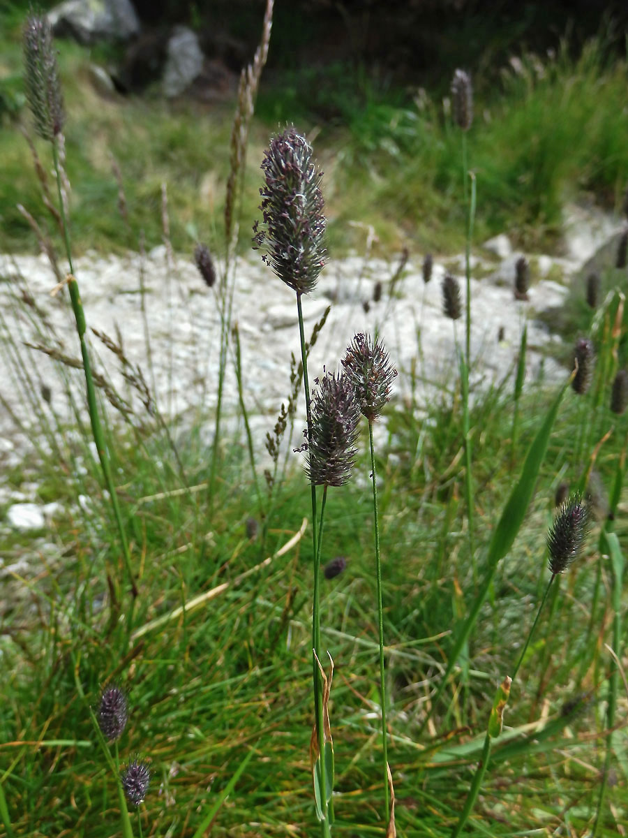 Bojínek horský (Phleum commutatum Gaud.)