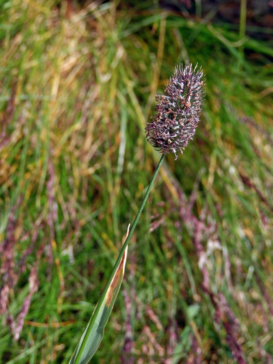 Bojínek horský (Phleum commutatum Gaud.)