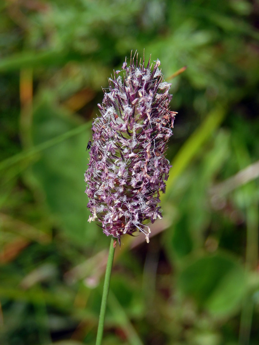 Bojínek horský (Phleum commutatum Gaud.)