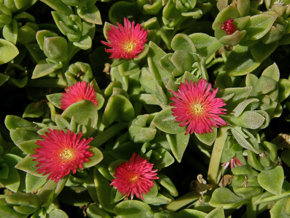 Apténie srdčitá (Aptenia cordifolia (L. fil.) Schwantes)