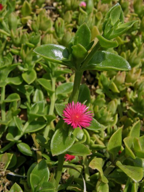 Apténie srdčitá (Aptenia cordifolia (L. fil.) Schwantes)