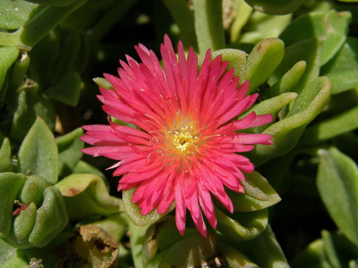 Apténie srdčitá (Aptenia cordifolia (L. fil.) Schwantes)