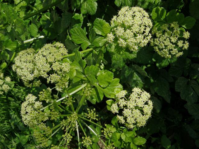 Tromín (Smyrnium olusatrum L.)