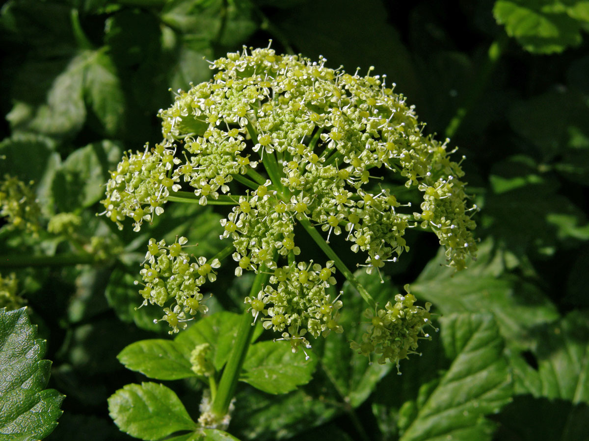 Tromín (Smyrnium olusatrum L.)