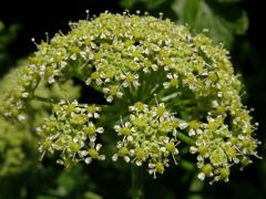 Tromín (Smyrnium olusatrum L.)