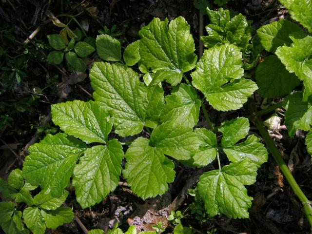 Tromín (Smyrnium olusatrum L.)