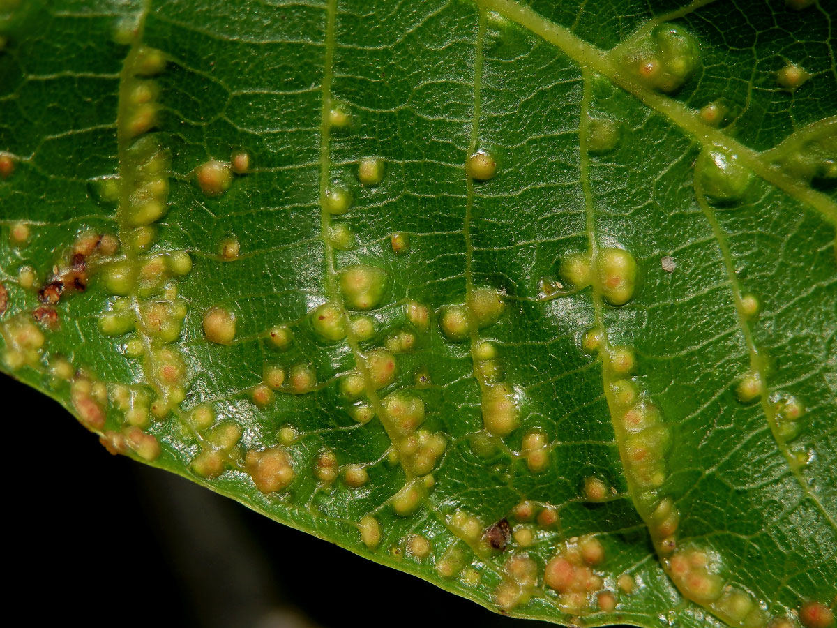 Hálky vlnovníka puchýřovitého (Eriophyes erineus)