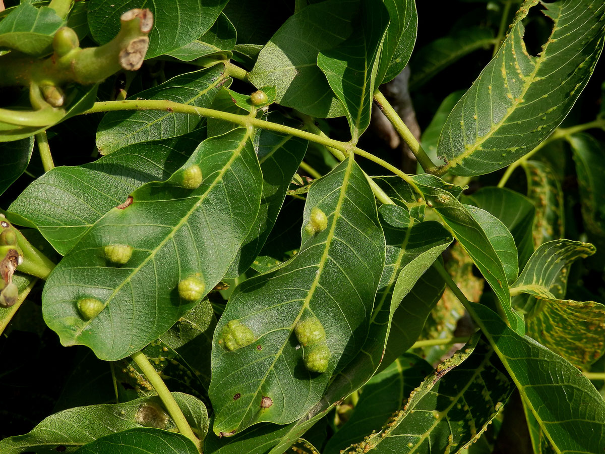 Hálky vlnovníka (Aceria tristriata)