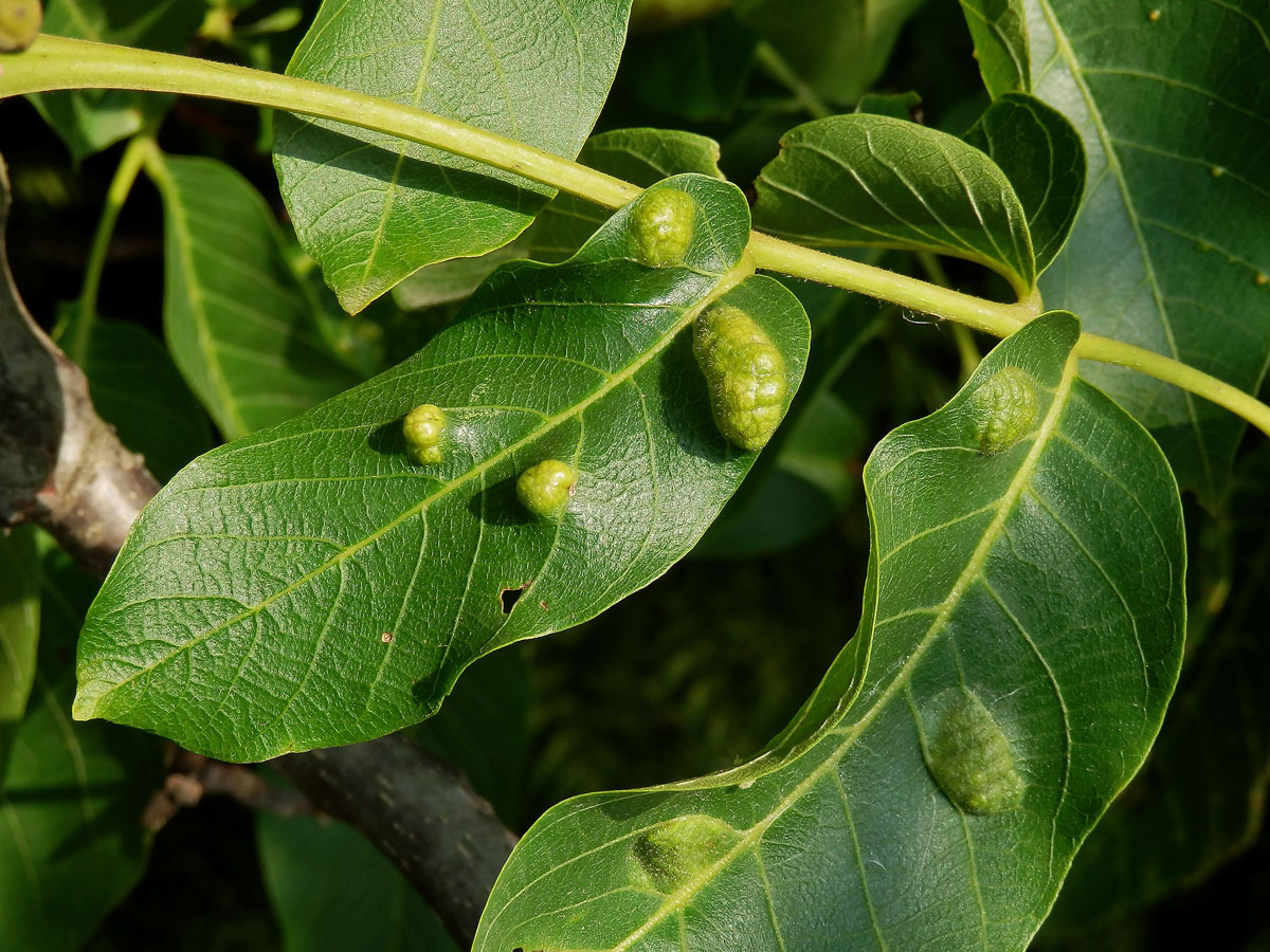 Hálky vlnovníka (Aceria tristriata)