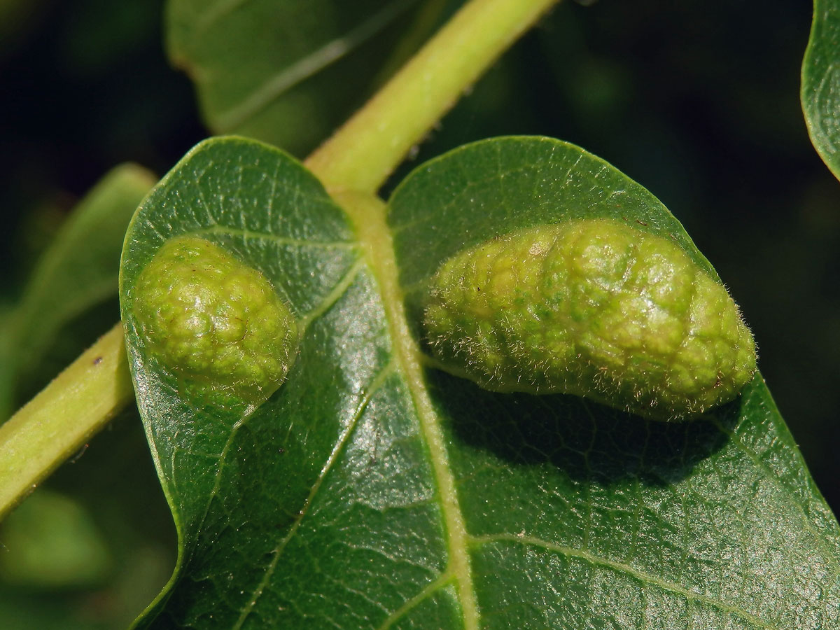 Hálky vlnovníka (Aceria tristriata)