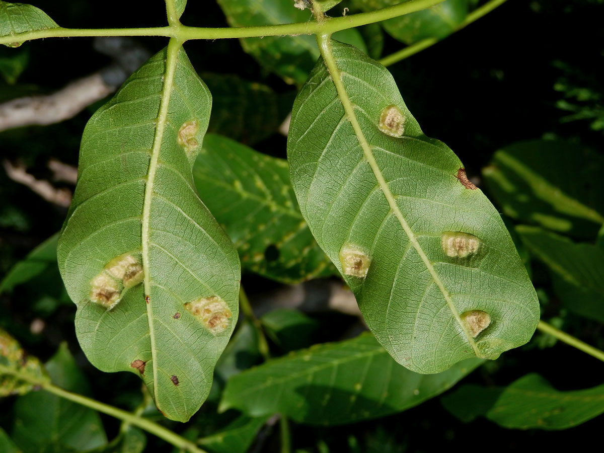 Hálky vlnovníka (Aceria tristriata)