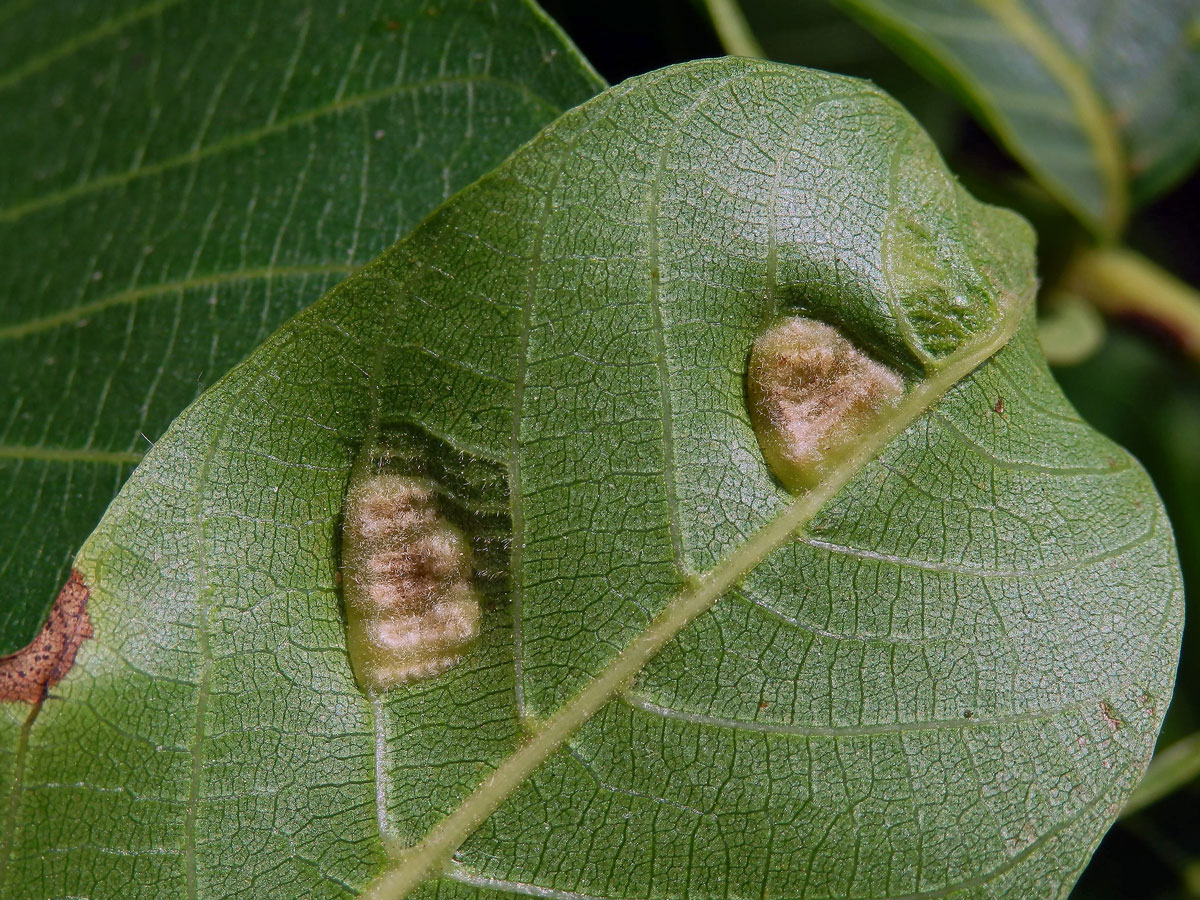 Hálky vlnovníka (Aceria tristriata)