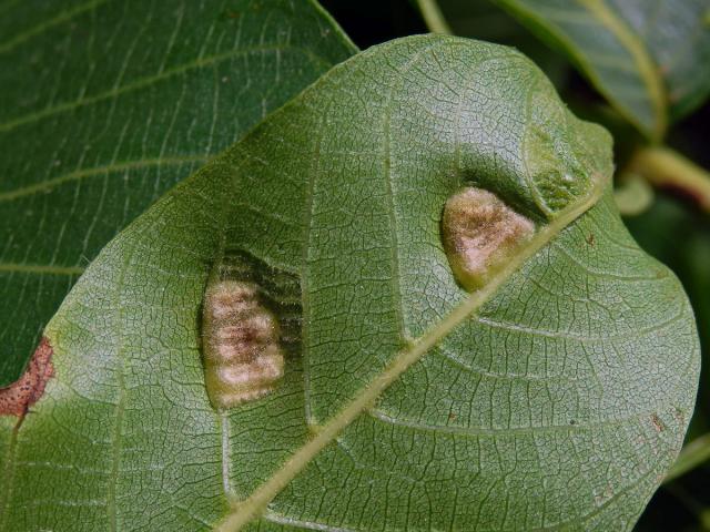 Hálky vlnovníka (Aceria tristriata)