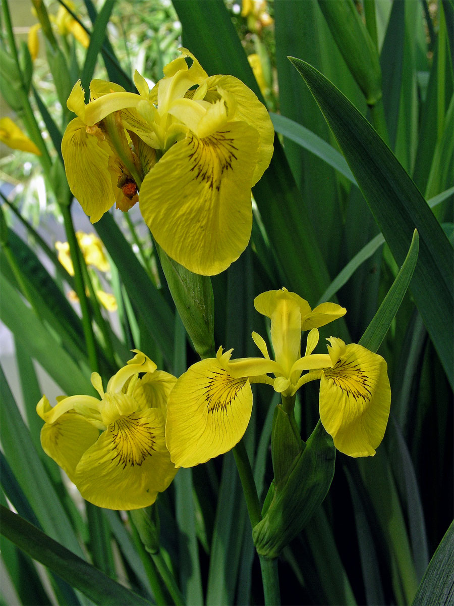 Kosatec žlutý (Iris pseudacorus L.)