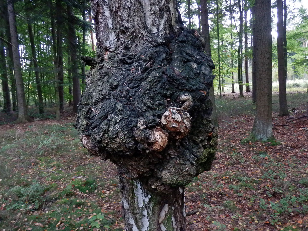 Nádor na bříze bělokoré (Betula pendula Roth) (11a)