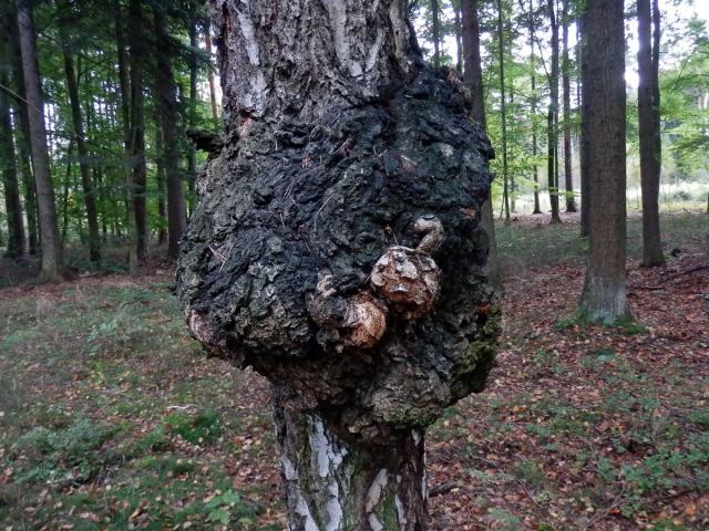 Nádor na bříze bělokoré (Betula pendula Roth) (11a)