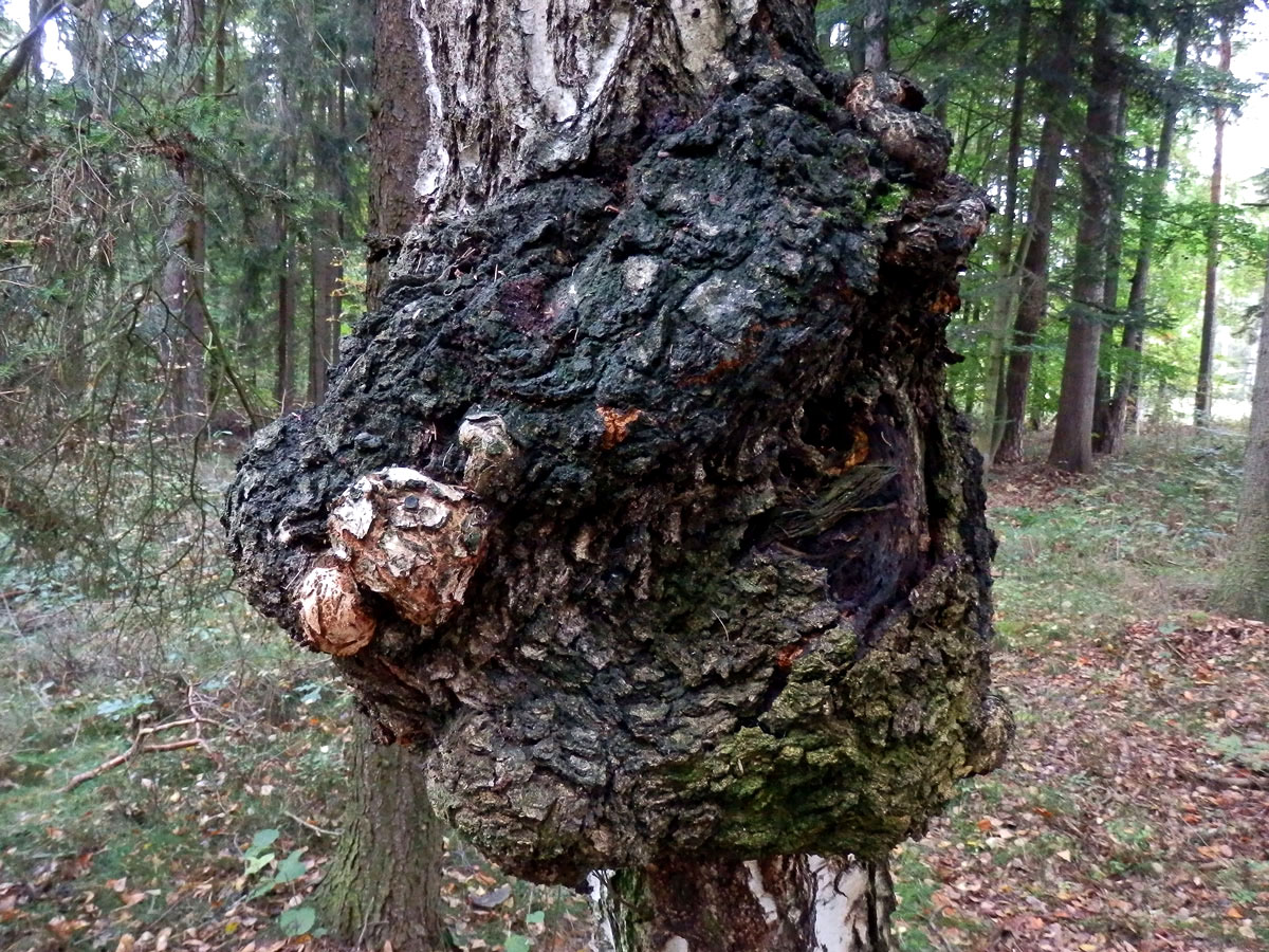 Nádor na bříze bělokoré (Betula pendula Roth) (11b)