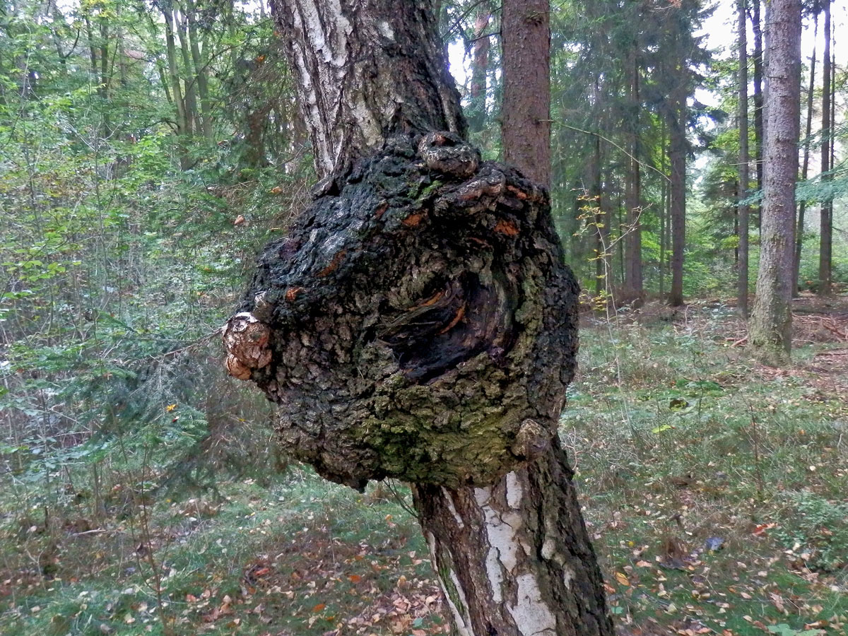 Nádor na bříze bělokoré (Betula pendula Roth) (11c)