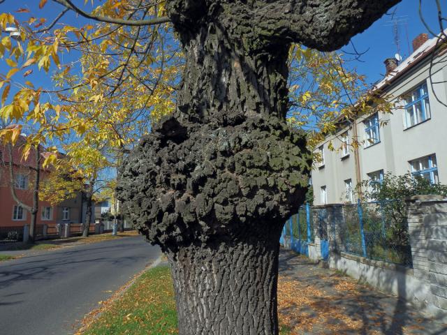 Nádor na jasanu ztepilém (Fraxinus excelsior L.) (3)