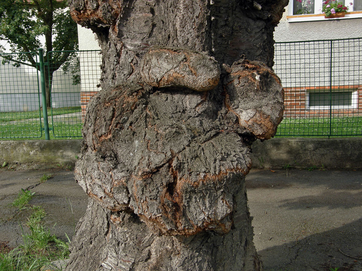 Sakura ozdobná (Prunus serrulata Lindl) (4) s nádorem na kmeni