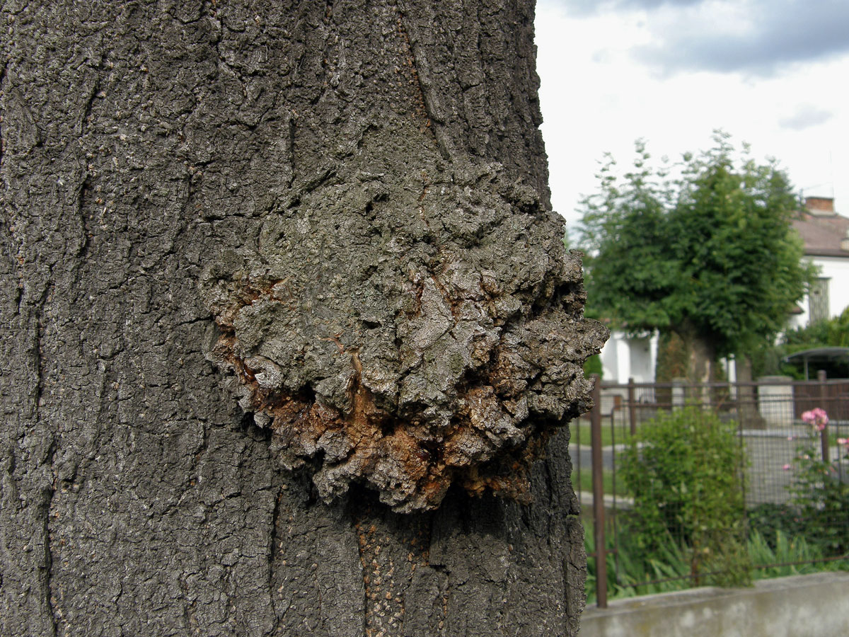 Dřezovec trojtrnný (Gleditsia triacanthos L.) (1) s nádorem na kmeni