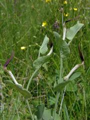 Podražec (Aristolochia clusii Lojacono)