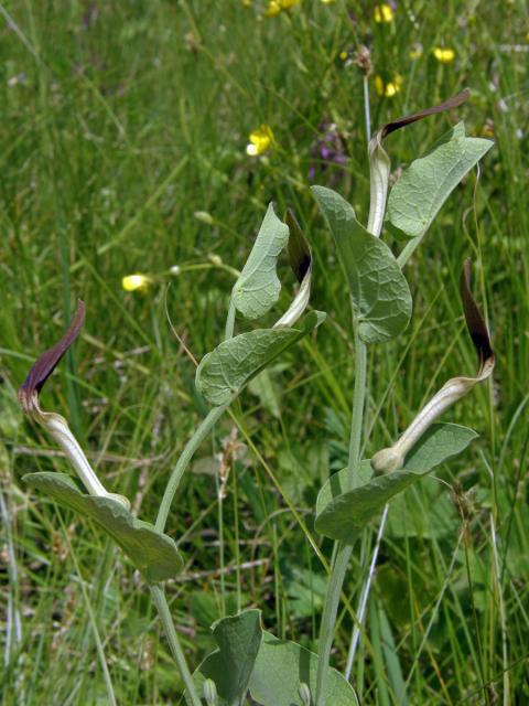 Podražec (Aristolochia clusii Lojacono)