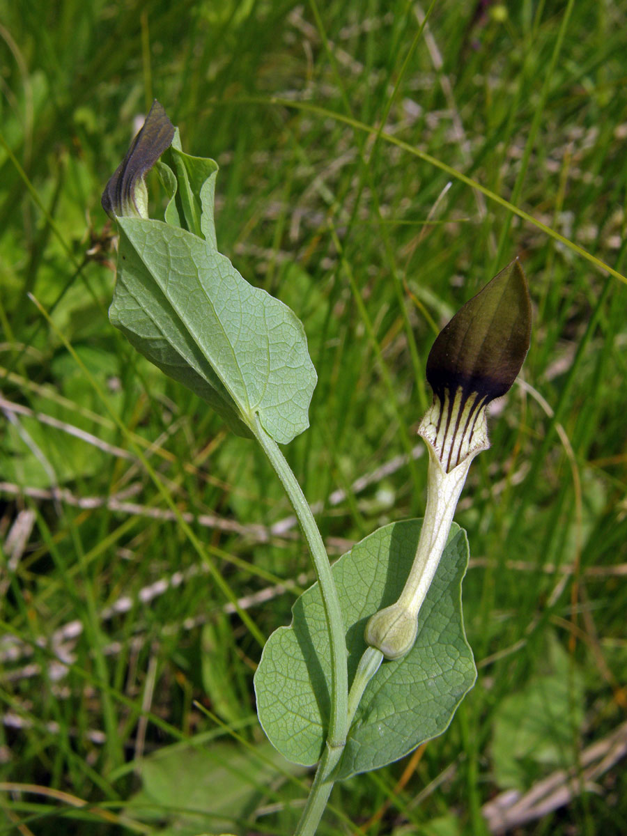 Podražec (Aristolochia clusii Lojacono)