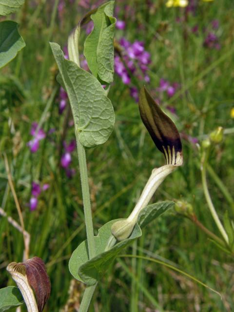 Podražec (Aristolochia clusii Lojacono)