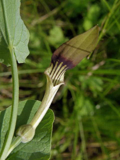 Podražec (Aristolochia clusii Lojacono)