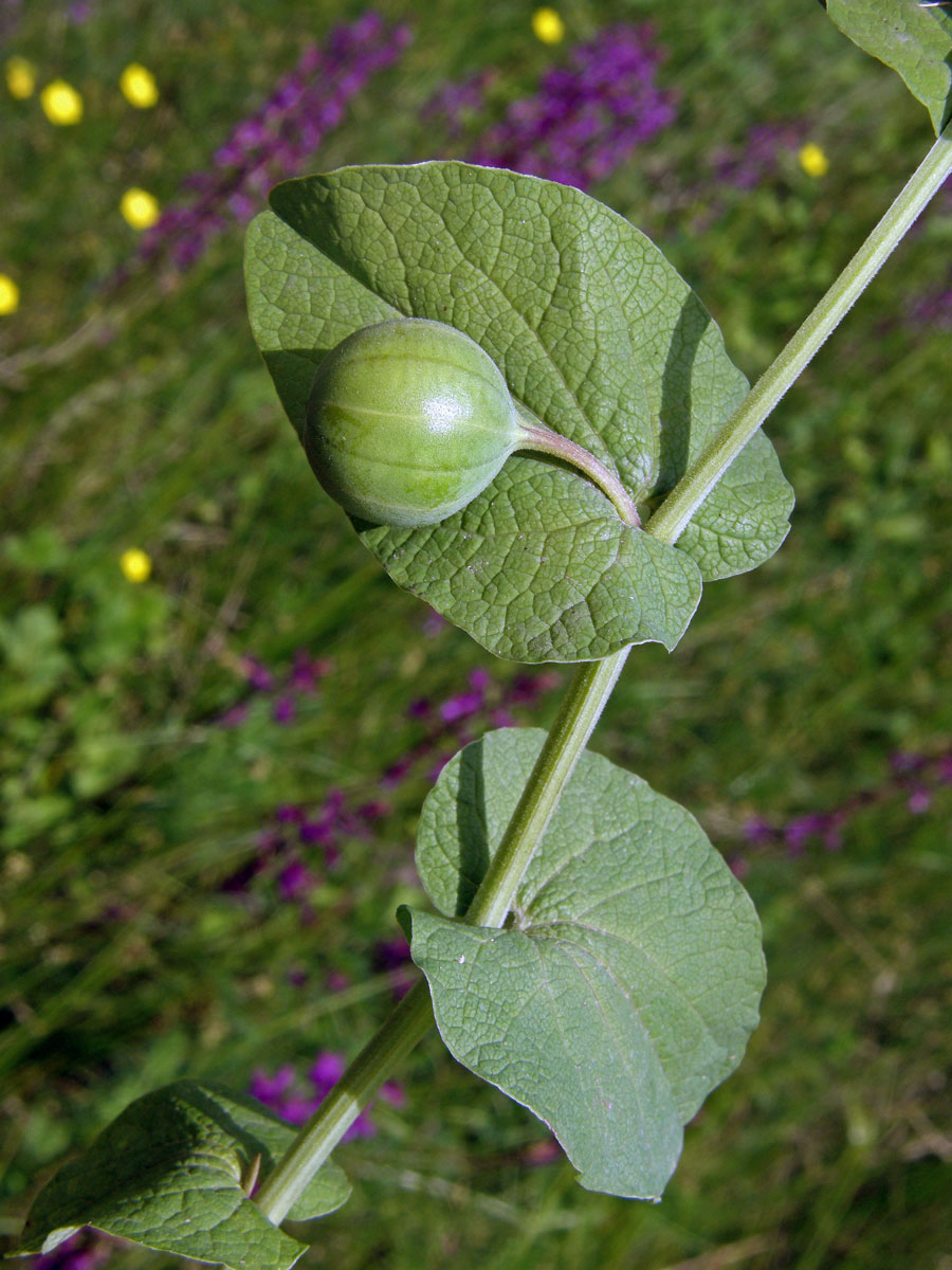 Podražec (Aristolochia clusii Lojacono)