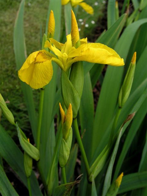 Kosatec žlutý (Iris pseudacorus L.)