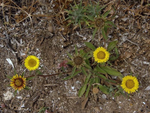 Hvězdička ostnitá (Astericus spinosus (L.) Schultz-Bip.)