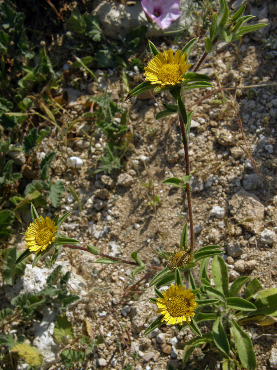 Hvězdička ostnitá (Astericus spinosus (L.) Schultz-Bip.)