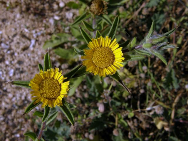 Hvězdička ostnitá (Astericus spinosus (L.) Schultz-Bip.)