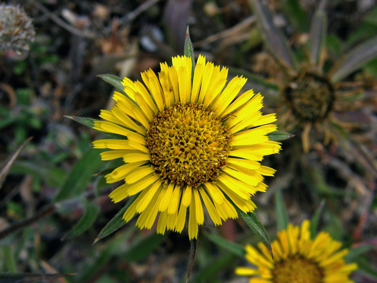 Hvězdička ostnitá (Astericus spinosus (L.) Schultz-Bip.)