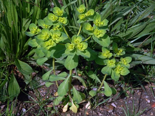 Pryšec kolovratec (Euphorbia helioscopia L.)