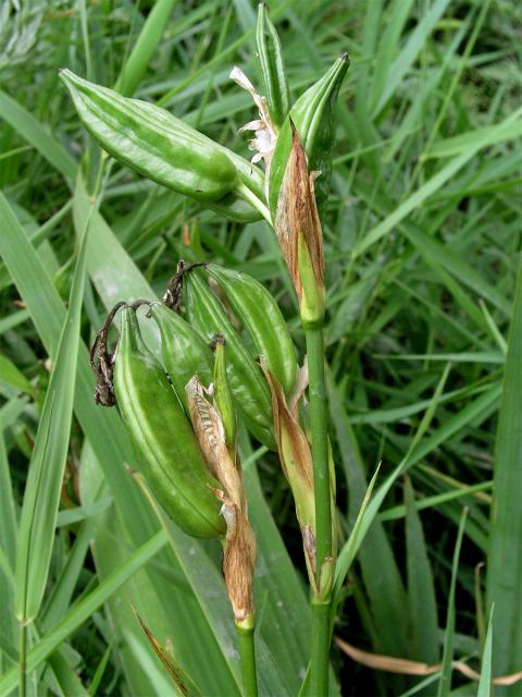 Kosatec žlutý (Iris pseudacorus L.)