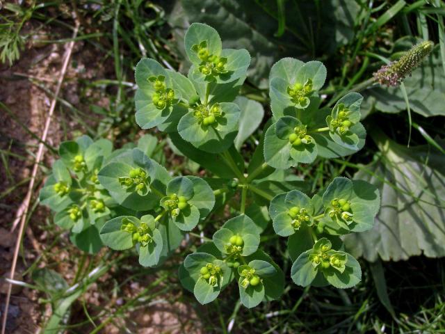 Pryšec kolovratec (Euphorbia helioscopia L.)