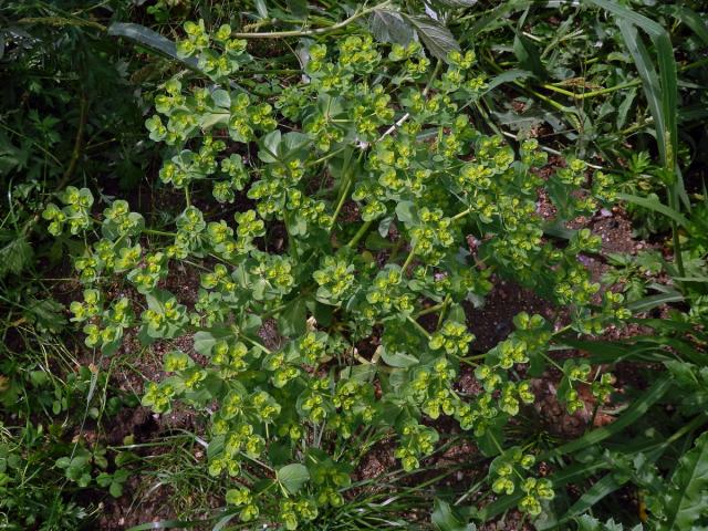Pryšec kolovratec (Euphorbia helioscopia L.)