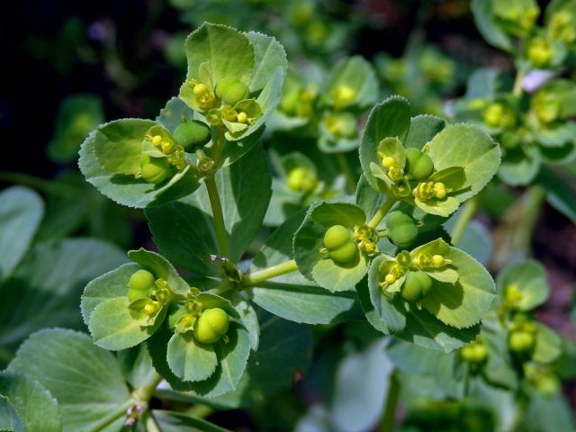 Pryšec kolovratec (Euphorbia helioscopia L.)