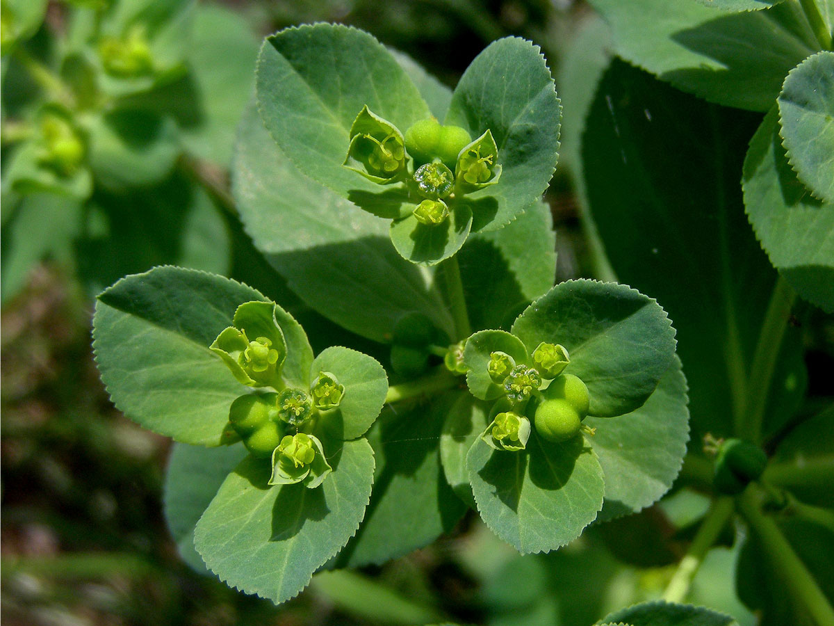 Pryšec kolovratec (Euphorbia helioscopia L.)