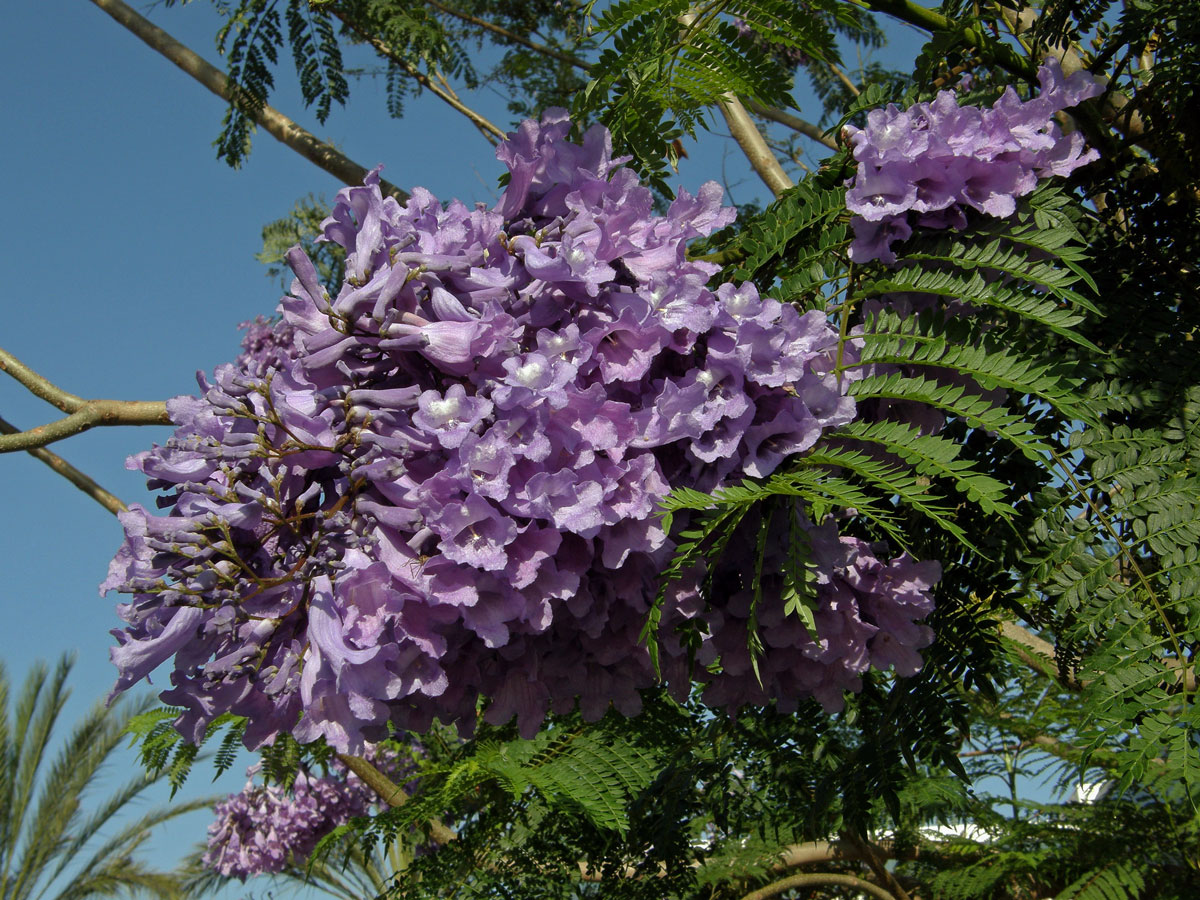 Jacaranda mimosifolia D. Don.