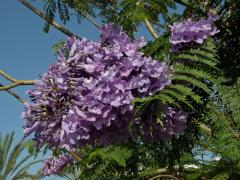 Jacaranda mimosifolia D. Don.  