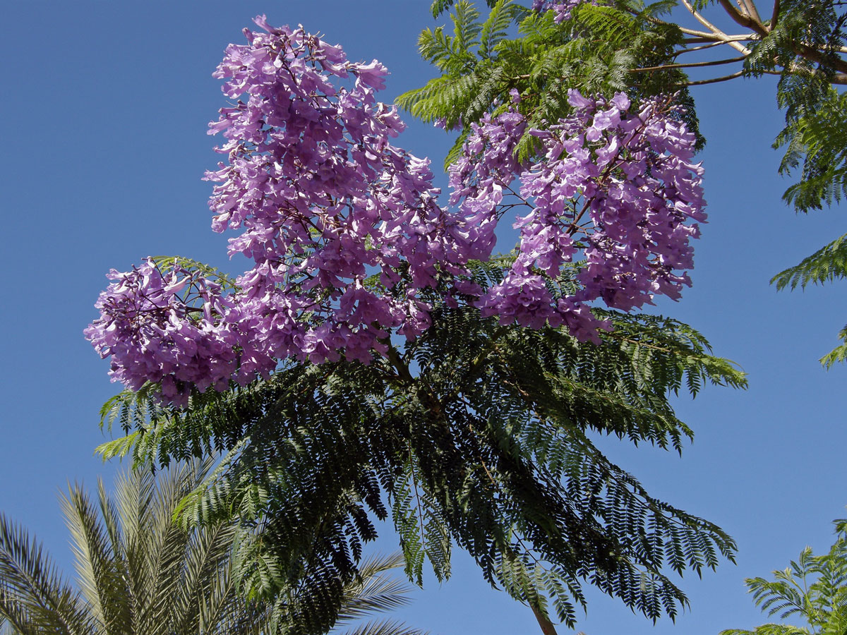 Jacaranda mimosifolia D. Don.