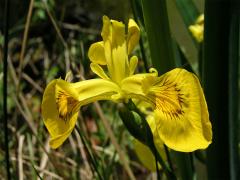 Kosatec žlutý (Iris pseudacorus L.)